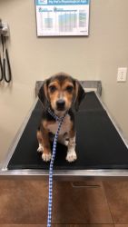 Female 4 month beagle for sale