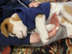 Beagle puppy looking for new home