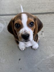 3 month old Beagle for sale