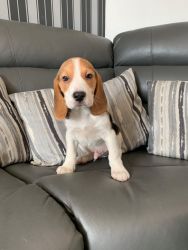 Beautiful Beagle Puppies For Sale
