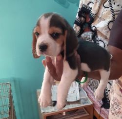 Quality Beagle pups Ready for Sweet Homes