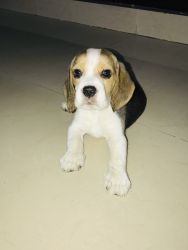 Beagle puppy for Adoption
