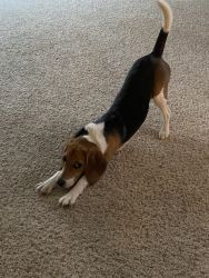 Female Beagle puppy, 6 months old
