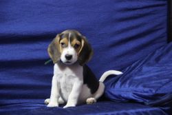 beagle female puppy for sale 3 months old