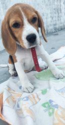 Selling female beagle 3months old