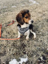 AKC Registered 9 month old Beagle Pup