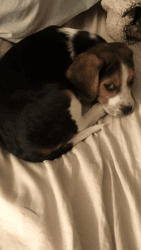 9 week old beagle