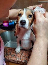 Beagle Puppy (3months) with everything needed