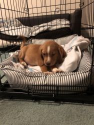 6 Month old Purebred Lemon Beagle For Sale