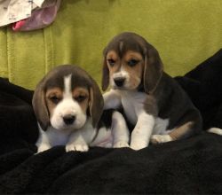 Accurate Lovely Beagle Puppies Available