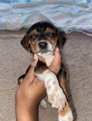 7 week old puppy looking for new home!
