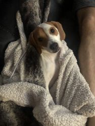 Beagle mixed. Meet Daisy :)