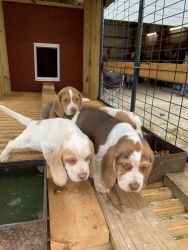 3 Male AKC registered puppies