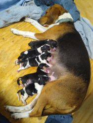 Purebred beagle puppies - Napoleon OH