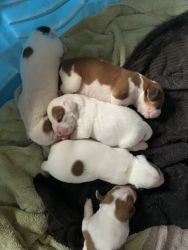 Baby Beagles!