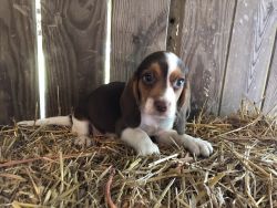 AKC Liver and white Beagle puppies
