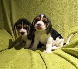 Top Quality Home Reared Beagle Puppies.