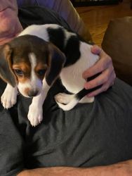 7 Weeks Old Beagle