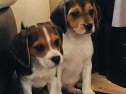 Beautiful Beagle Puppies