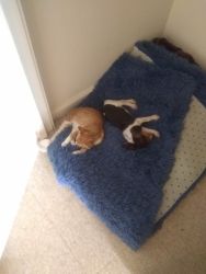 10 week old male beagle