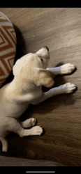 Beagle/husky puppy