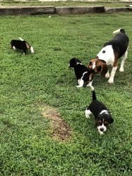 3 AKC registered Male beagles for sale
