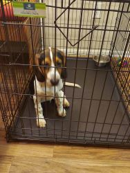 Cute Beagle mix puppy looking for great home!