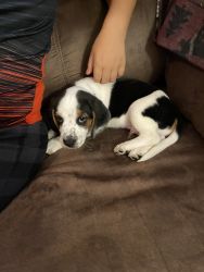 2 month old - Puppy beagle