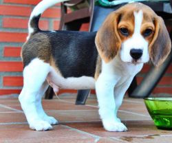 Beagle puppies set to go