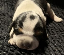 AKC 13” Standard Bluetick Beagle Puppies