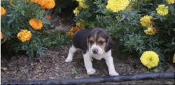 ADORABLE BABY BEAGLE FOR SALE!!! 9 WEEKS OLD!!!