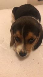 Male beagle puppy