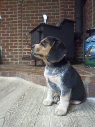 akc beagle pup