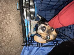 Beagle pup (12 weeks old)