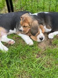 Cute Beagle Puppies For Adoption