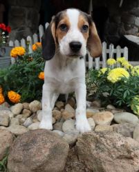 BEAGLE PUPPIES FOR SALE