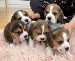 Good Beagle Babies
