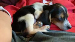 9 Week Old Beagle