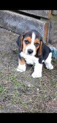 Beagle puppies (no papers)