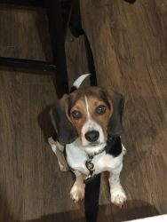 Beagle Puppy For Sale