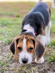 11 week old Female tri color beagle puppy- Marcie