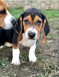 Male Beagle Puppy- Charlie Brown