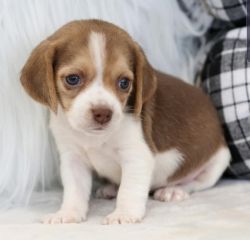 Adorable Beagle Puppies for Xmas