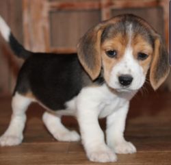 Beautiful Beagle puppies Available