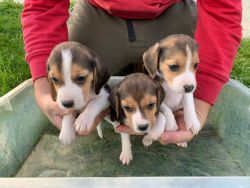 Amazing Beagle puppies available