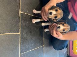 Beautiful litter of Beagle puppies for sale