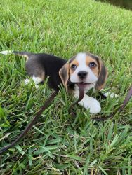 3 month old Beagle