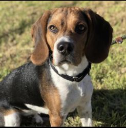 8 month old Beagle for sale