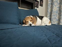 Beagle Hound for Sale