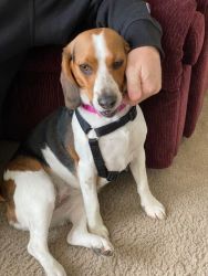 Female Beagle 1 1/2 year old